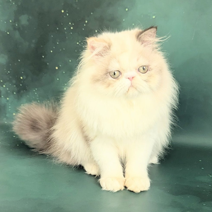 Nelli Persian female, blue tortie pointed bicolour