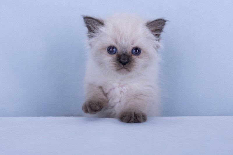 Iriska Siberian female, black tabby pointed