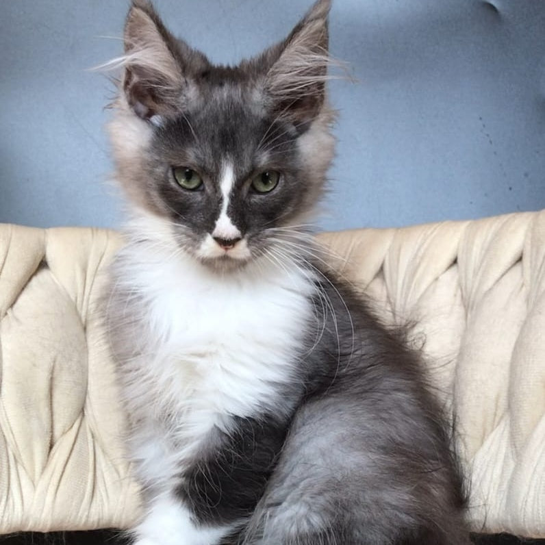 Chip Maine Coon male, black silver bicolour