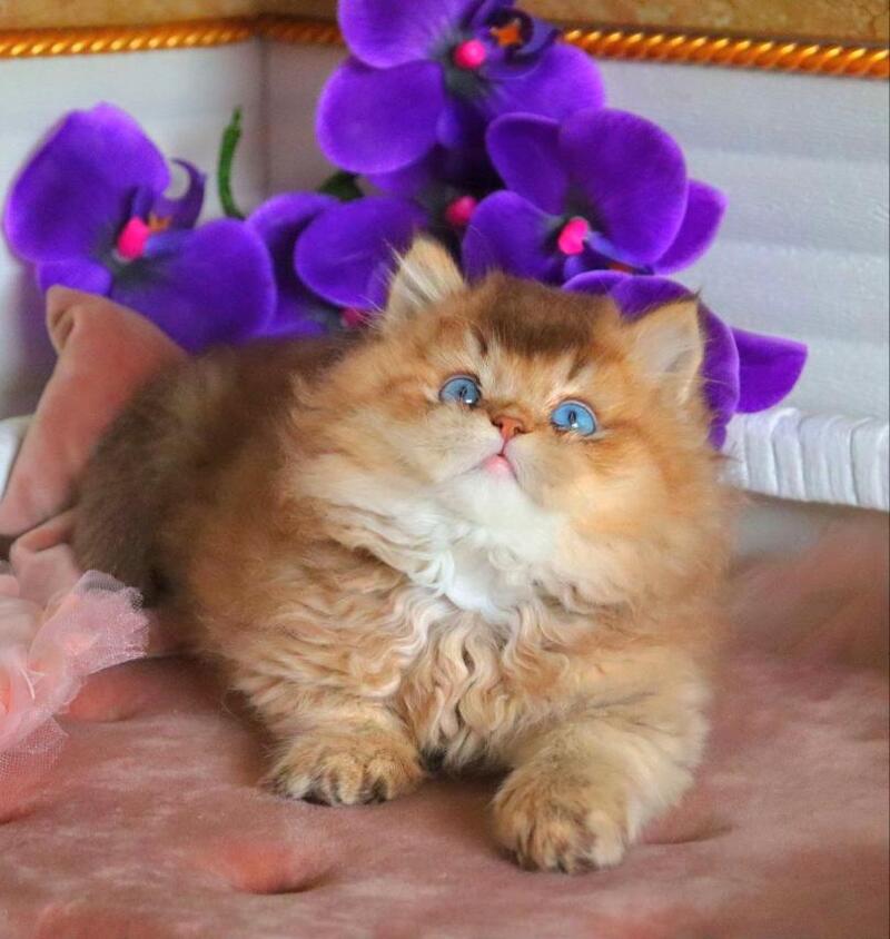 Billi British Longhair male chocolate golden ticked tabby - live animals