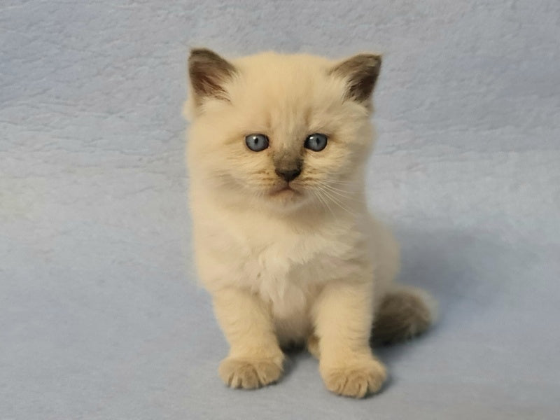 Archie Siberian male black pointed - live animals