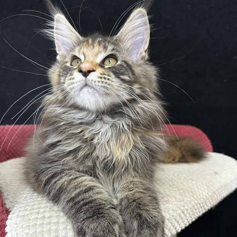 Carmen Maine Coon female, black tortie tabby