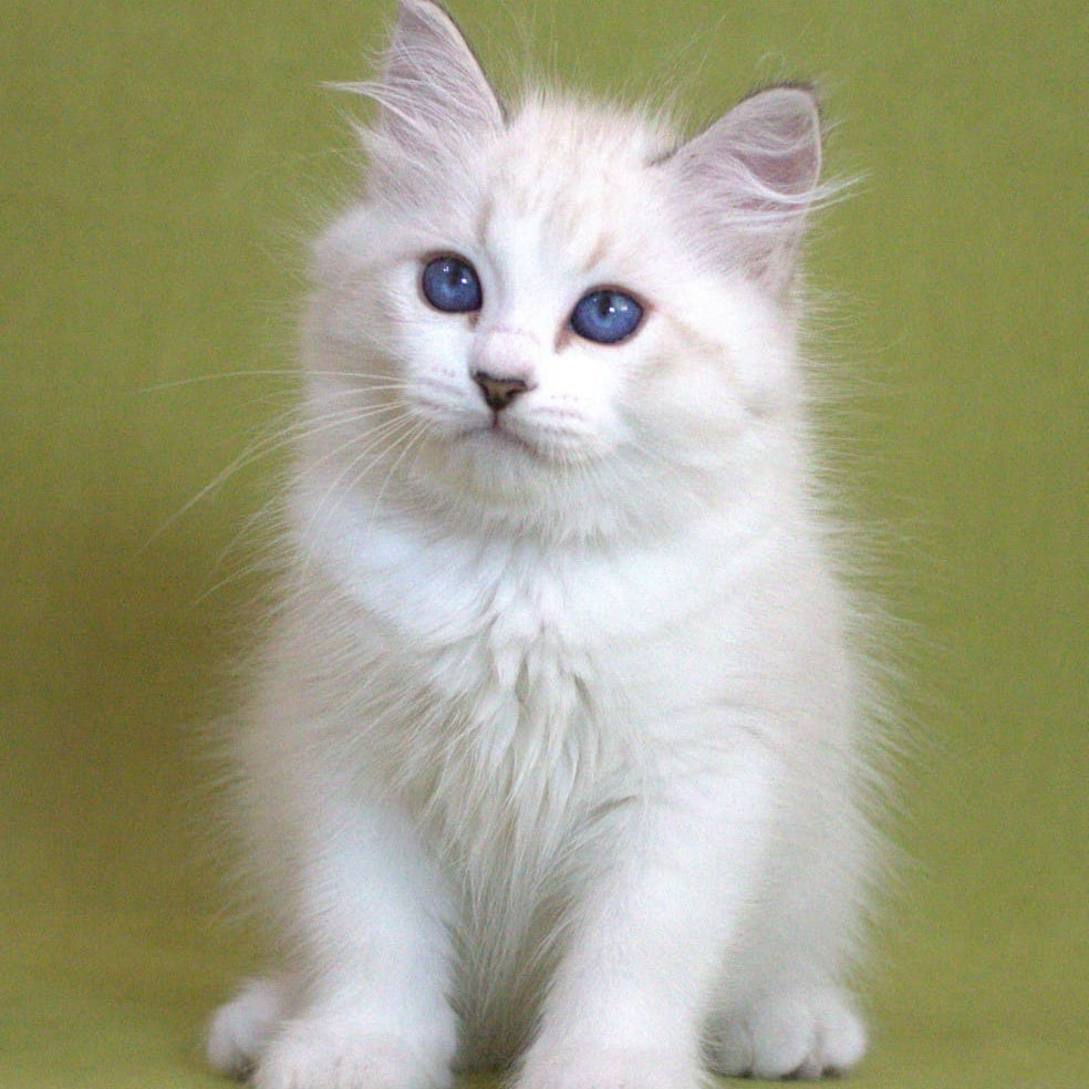Hammer Siberian male, black bicolour tabby pointed