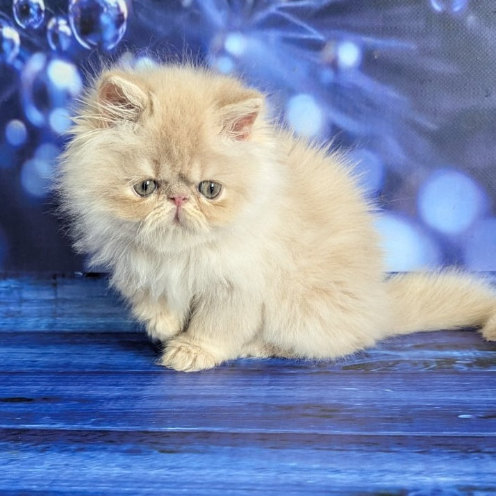 Timoti Persian male, cream tabby