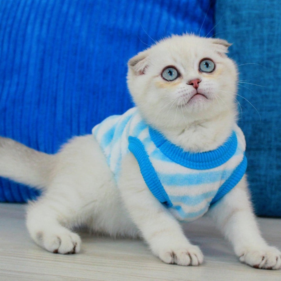 Paris Scottish Fold male, blue golden shaded pointed
