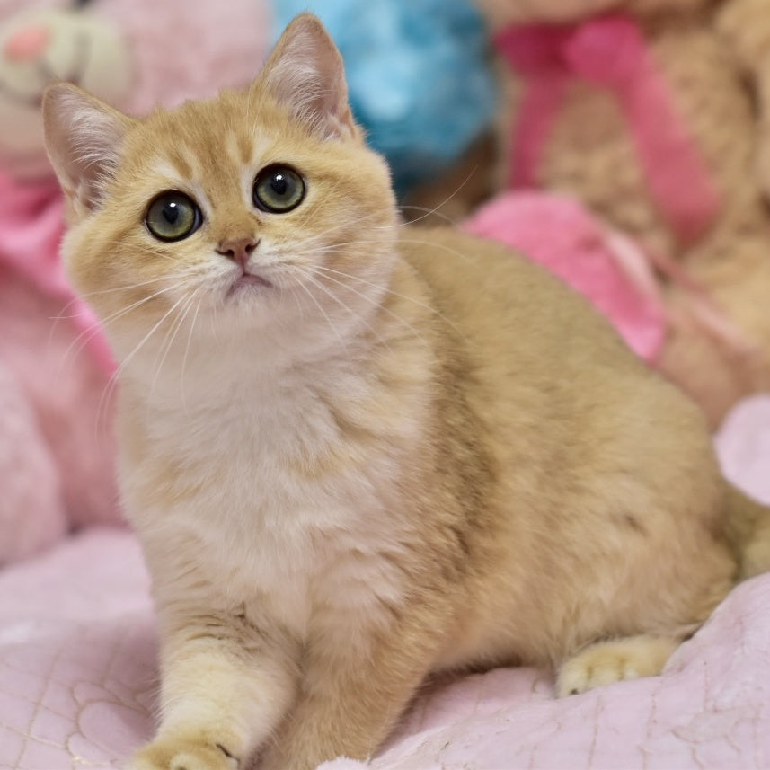 Irwin British Shorthair male, black golden shaded