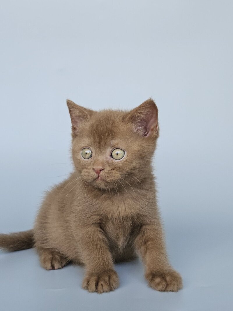 Atlas British Shorthair male, cinnamon