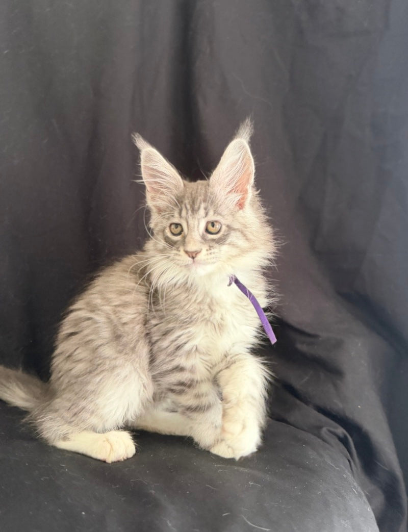 Zibo Maine Coon male, blue silver tabby with white