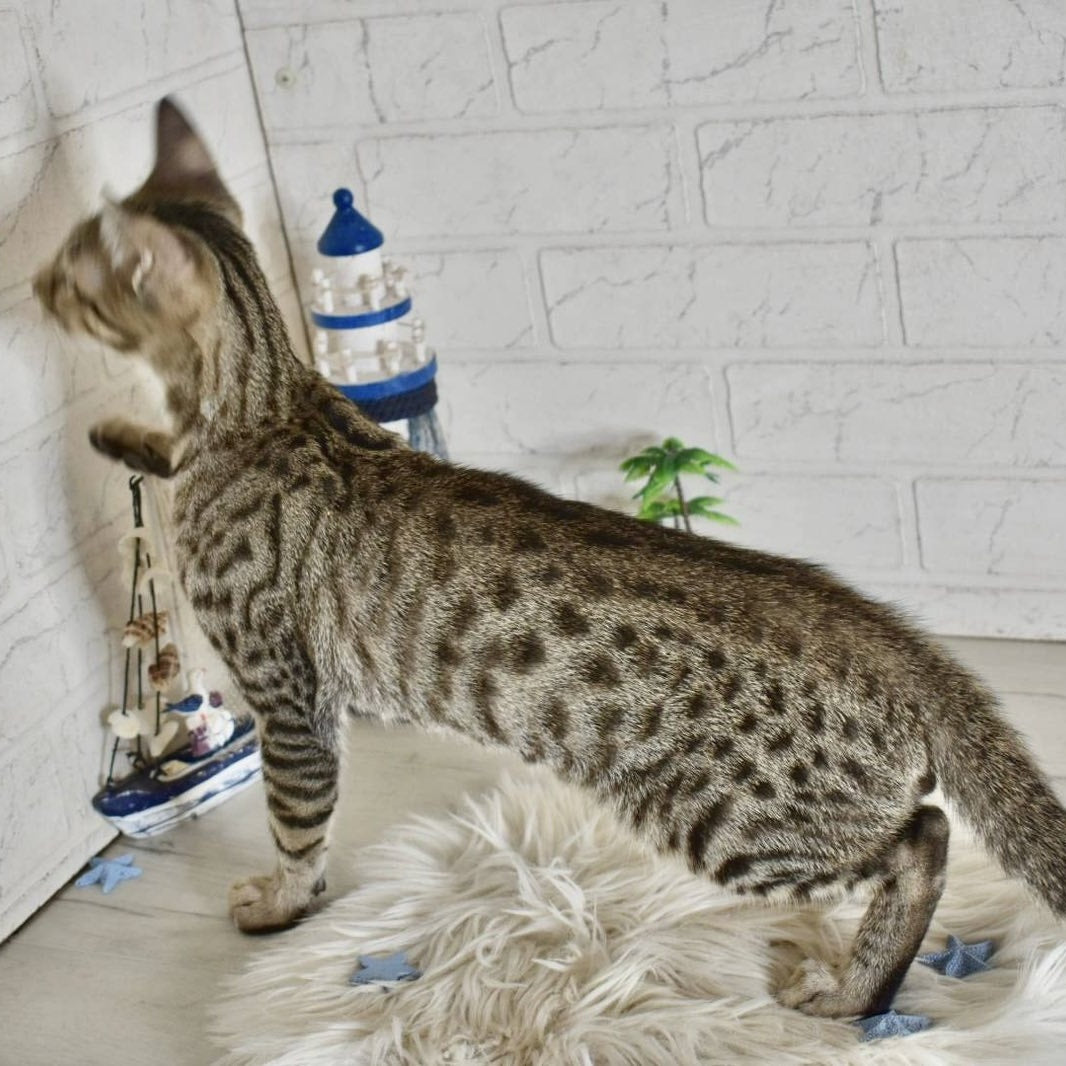 Loki Savannah male, brown spotted tabby