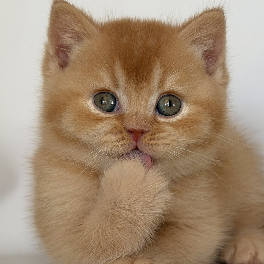 Gio British Shorthair male, red
