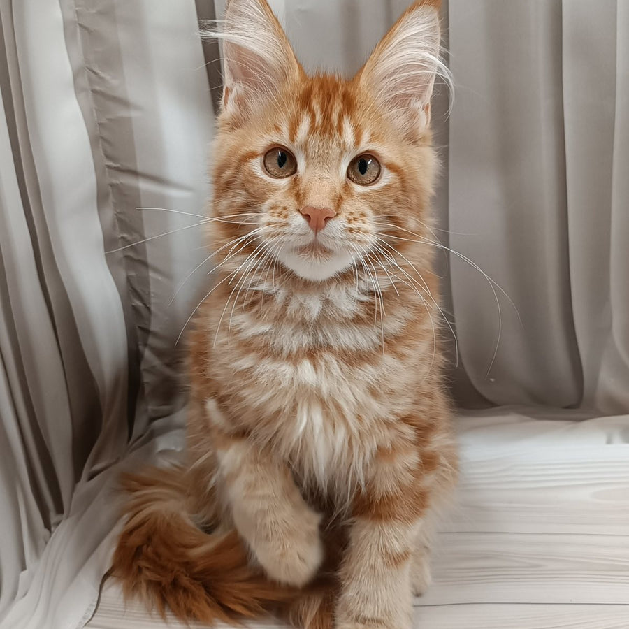 Peter Maine Coon male, red tabby