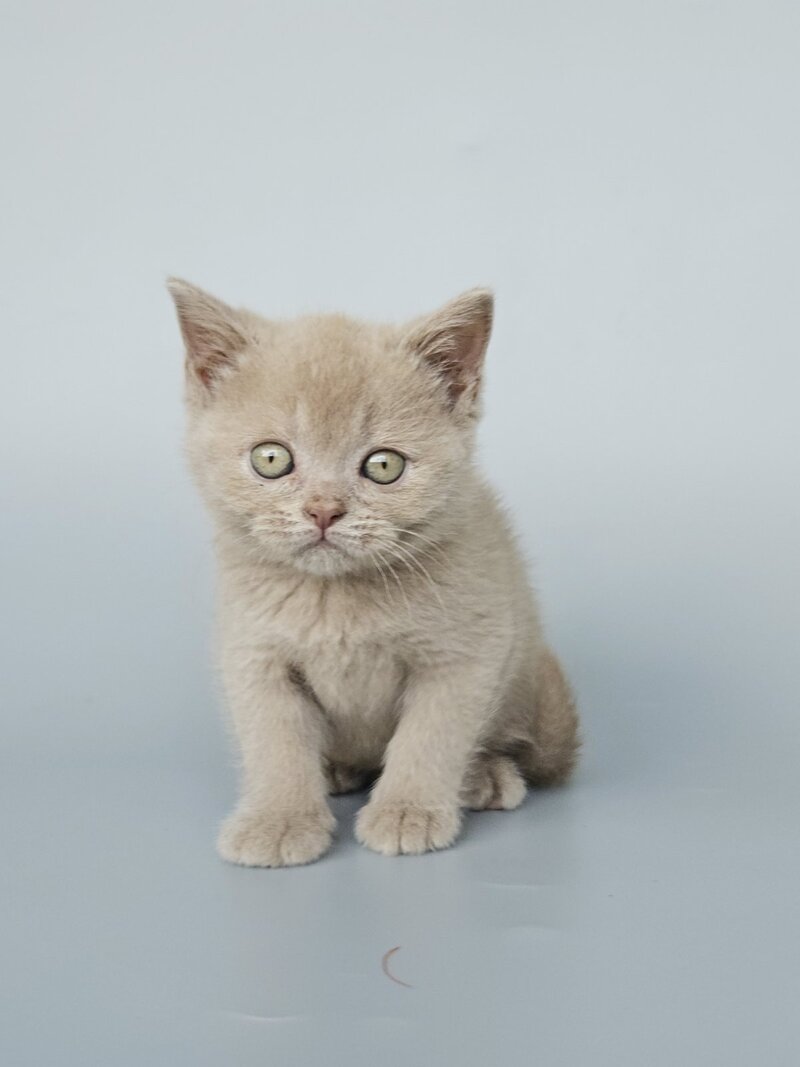 Ami British Shorthair female, fawn