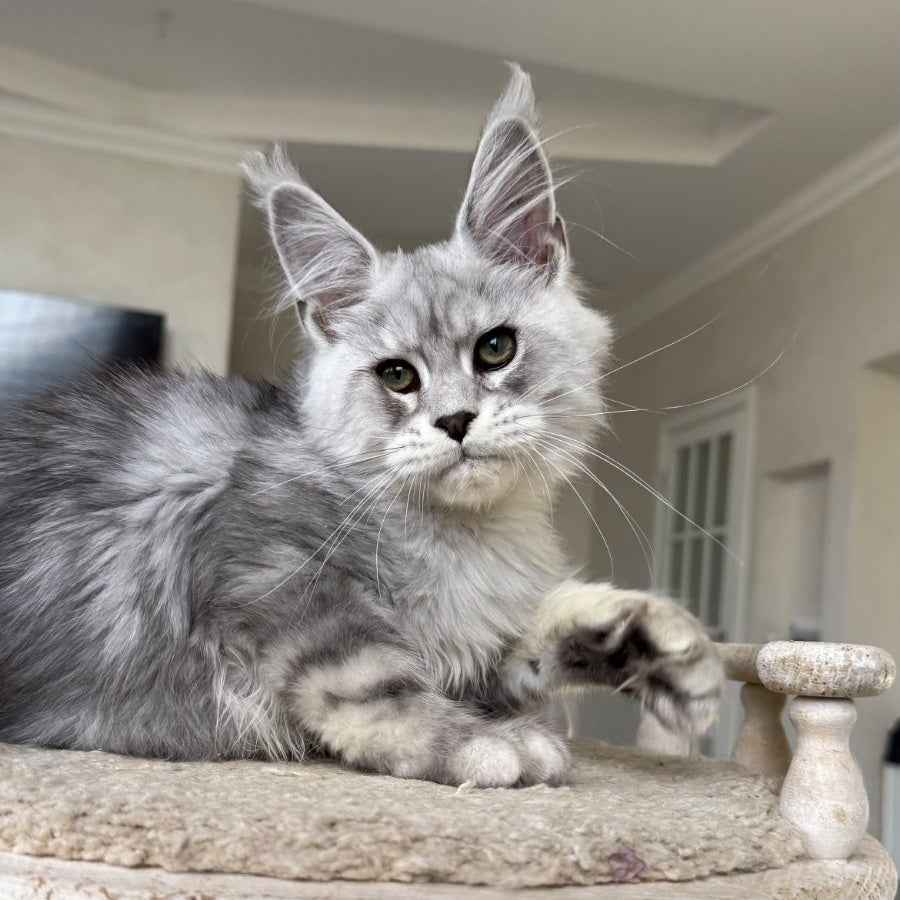 Paris Maine Coon male, black silver tabby