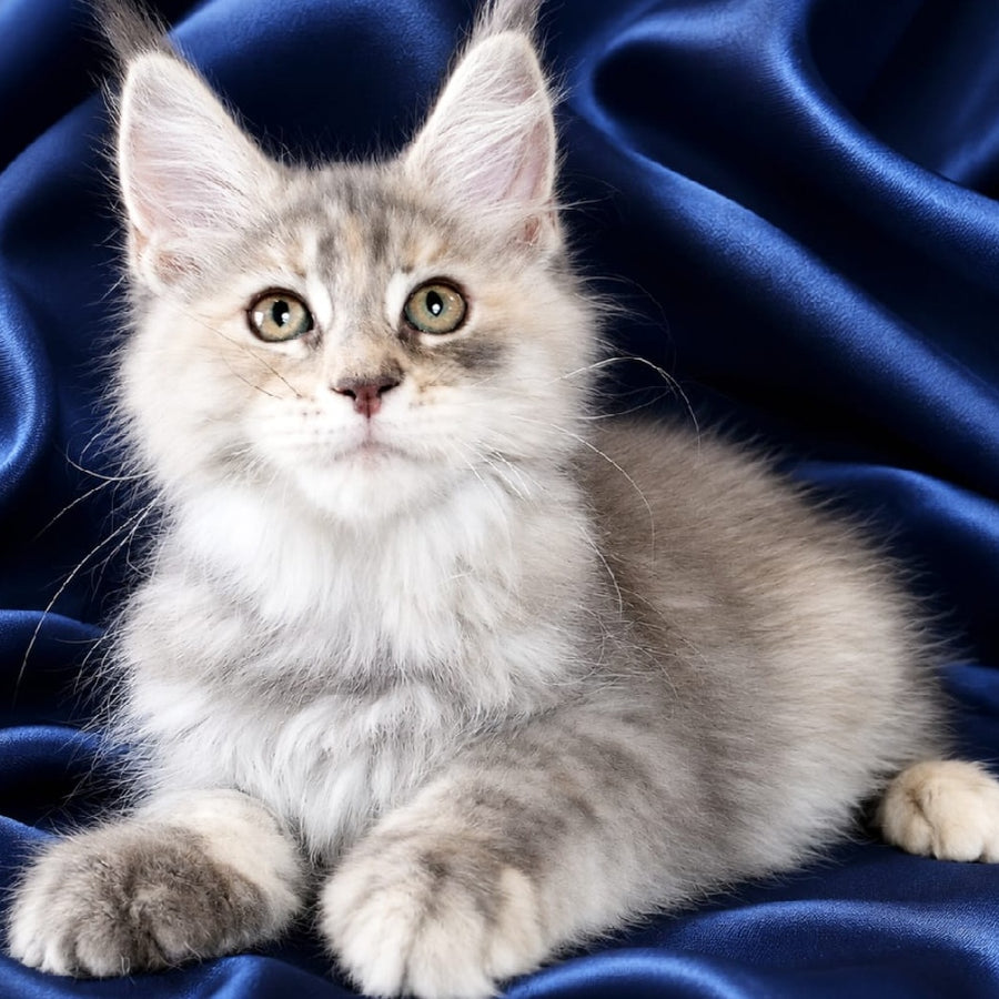 Vicky Maine Coon female, blue tortie silver tabby