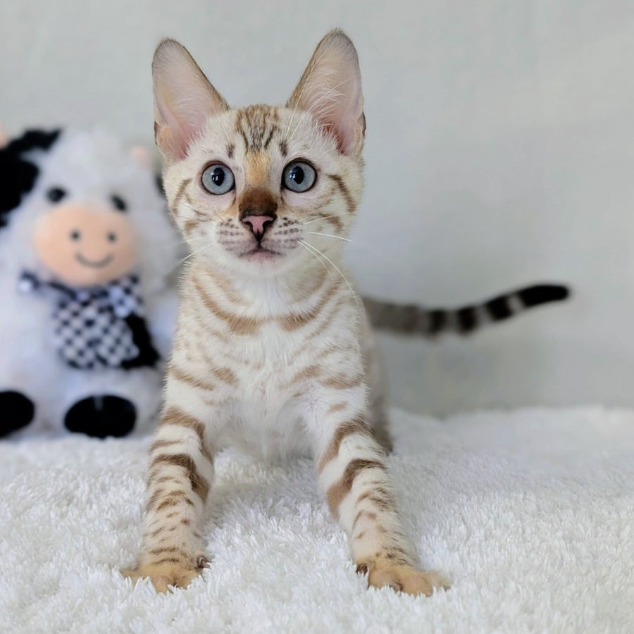 Celeste Bengal female, black silver spotted tabby pointed