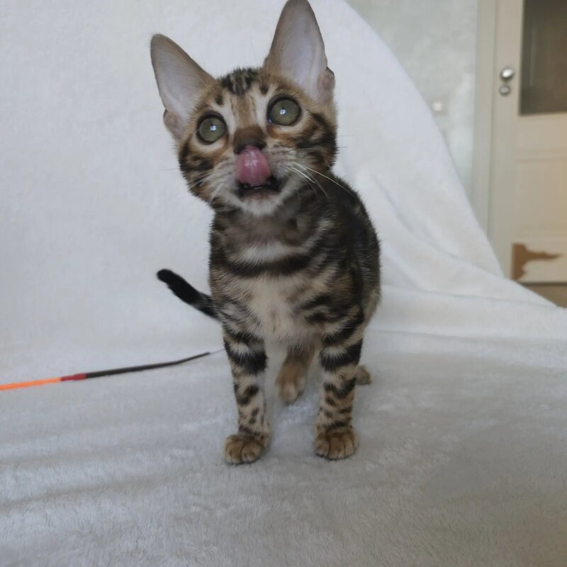 Тomagochi Bengal male black spotted tabby - live animals