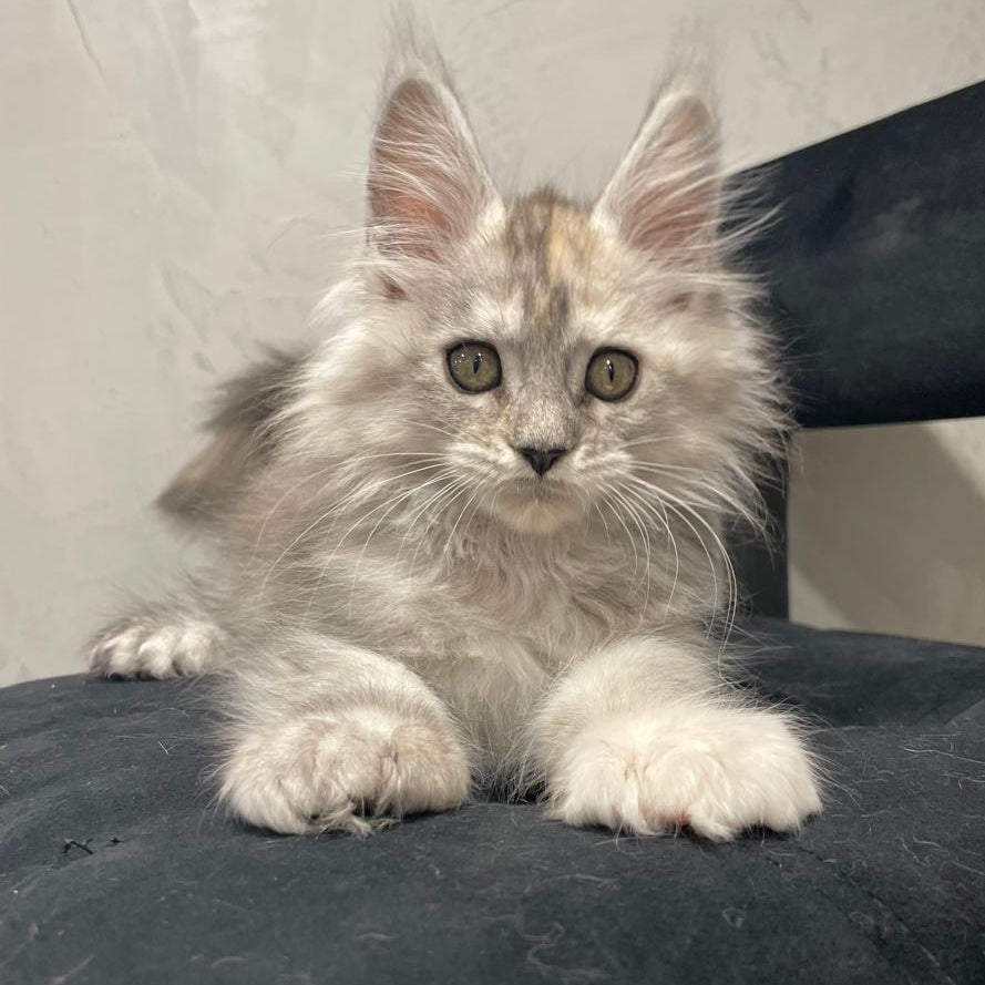 Tuffy Maine Coon polydactyl 5x6x6x6 female, black tortie silver