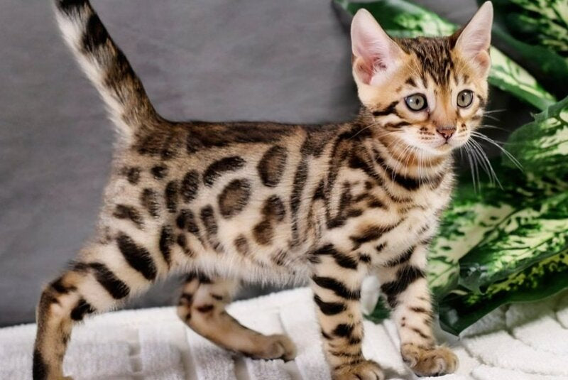 Quentin Bengal male, black spotted tabby