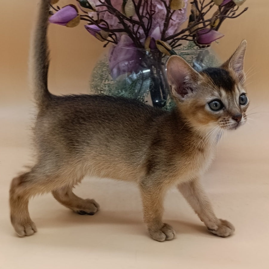 Nelson Abyssinian male, black
