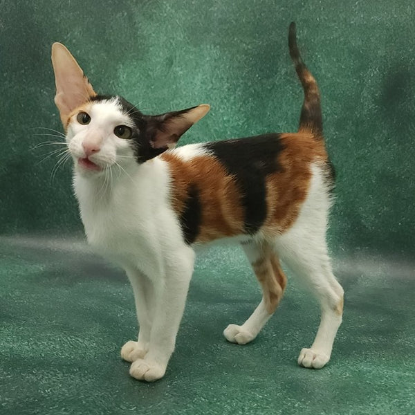 Ulrica Oriental Shorthair female, black tortie tabby harlequin