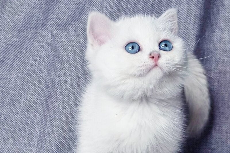 Hayley British Shorthair female, black silver shaded pointed