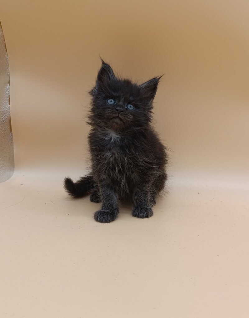 Isabelle Maine Coon female black silver live animals