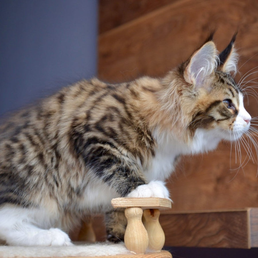 Bright Star Maine Coon male, black with white spotted tabby