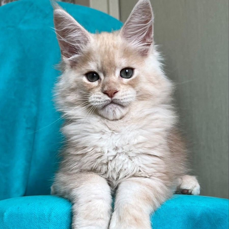Zlatomir Maine Coon male, red silver