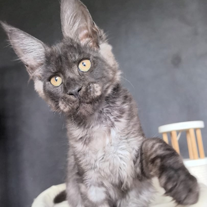 Axel Maine Coon male, black silver