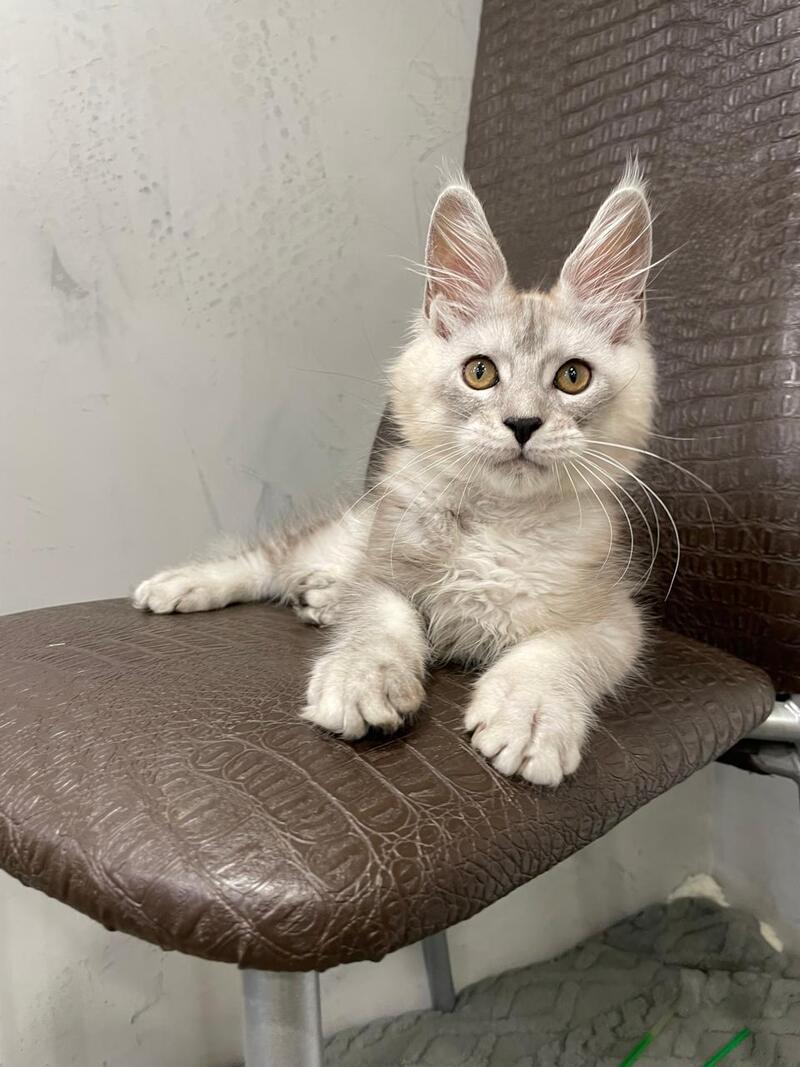 King Maine Coon male, black silver ticked tabby