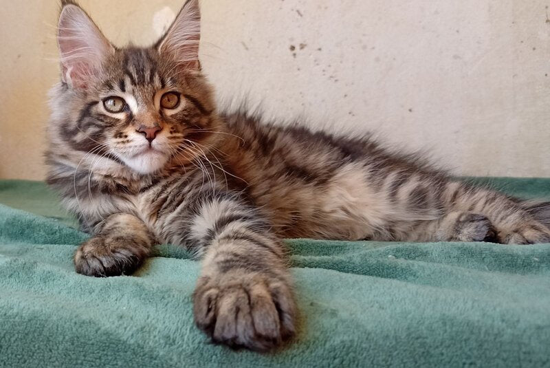 Yaguar Maine Coon male, black silver tabby