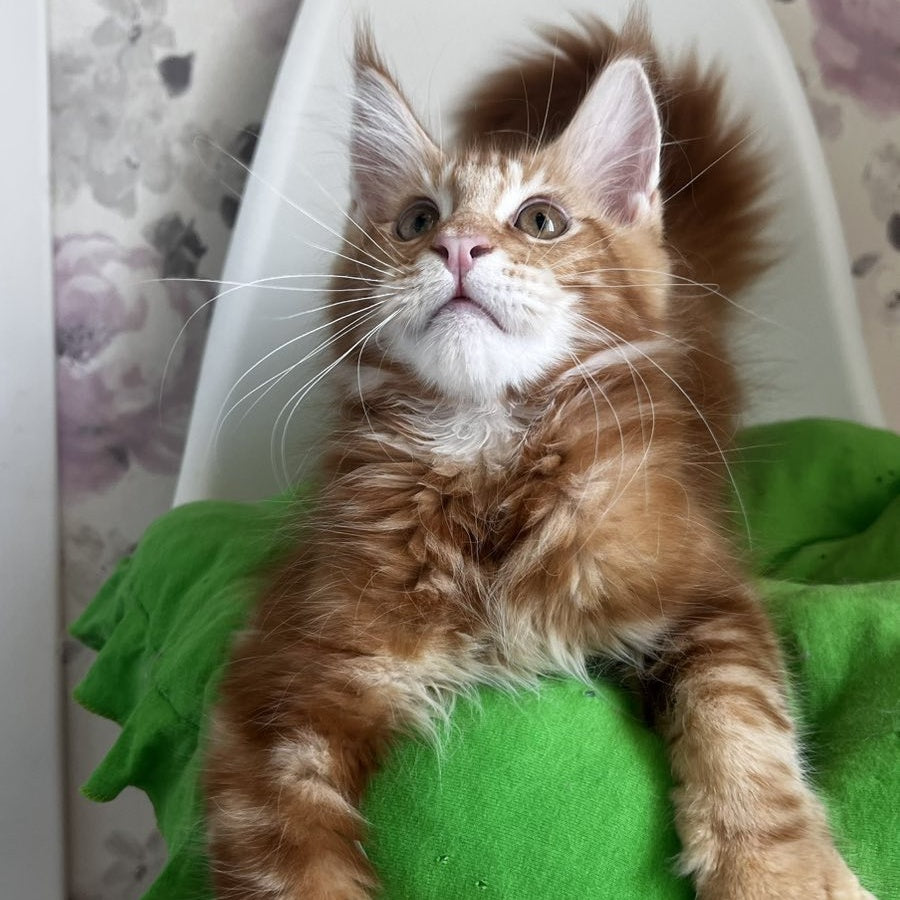 Saimon Maine Coon male, red tabby