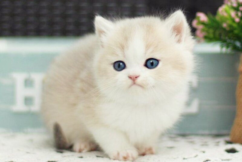 Archie British Shorthair male blue golden shaded bicolour - live animals