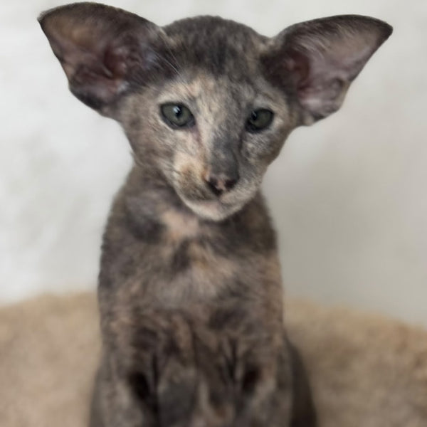 Latifa Oriental Shorthair female, blue tortie