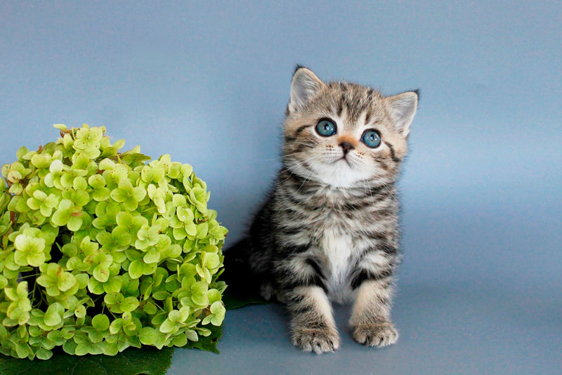 Ulia British Shorthair female, black tabby