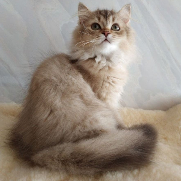 Clyde Scottish Straight male, chocolate golden ticked tabby