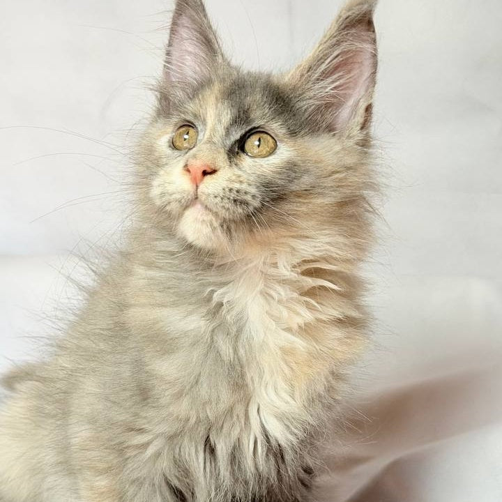 Livia Maine Coon polydactyl 6x6x6x6 female, blue tortie silver