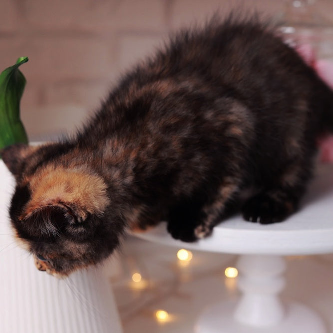 Afina British Shorthair female, black tortie