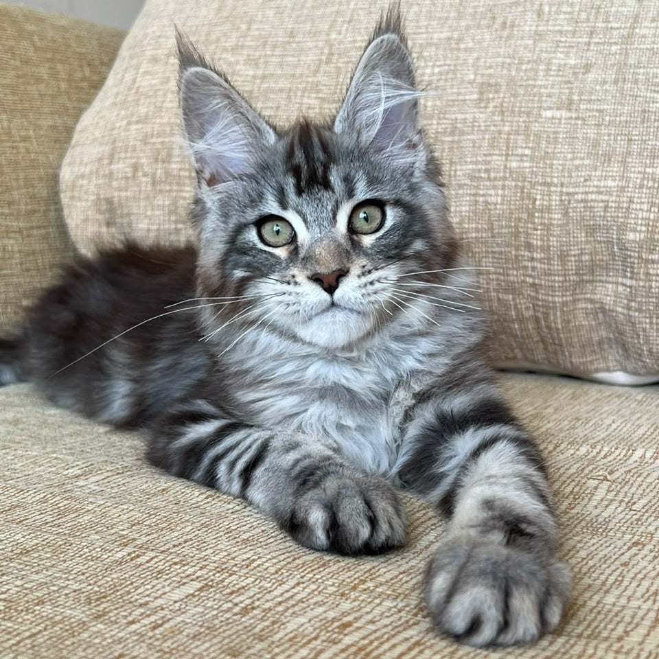 Bruno Maine Coon male, black silver tabby