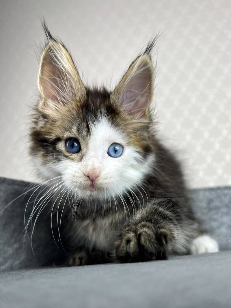 Penelope Maine Coon female, black tabby with white