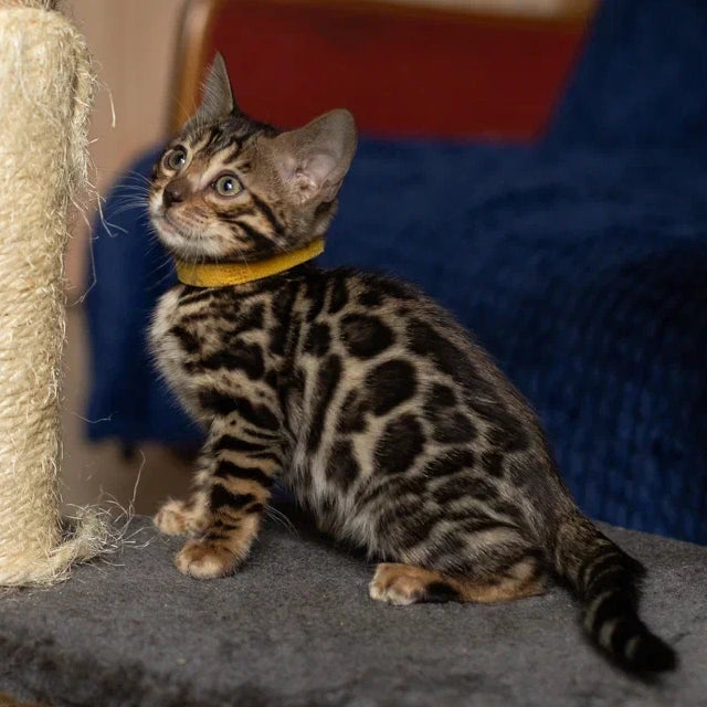 Waneta Bengal female, black spotted tabby