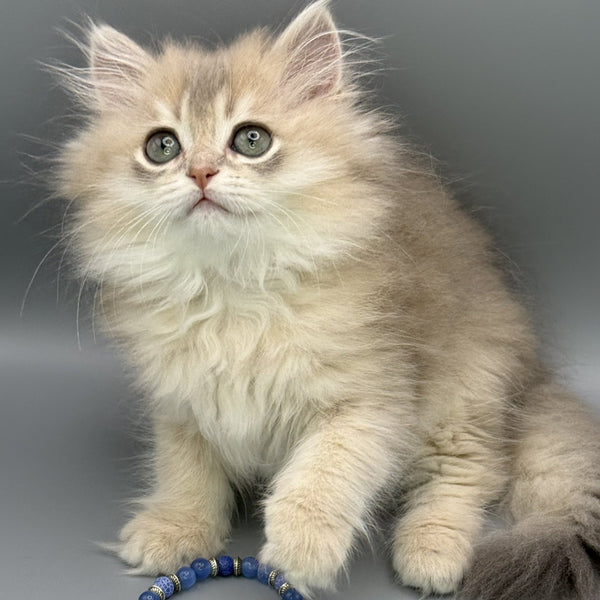Jardin Scottish Straight female, blue golden shaded