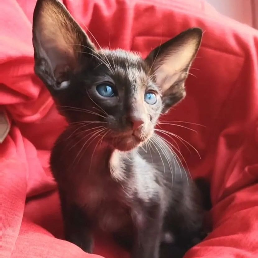 Zion Oriental Shorthair male, chocolate