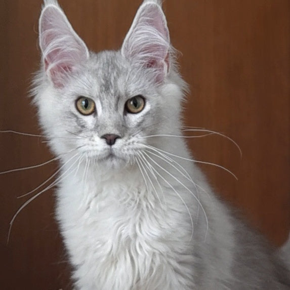 Jasper Maine Coon male, blue silver ticked tabby
