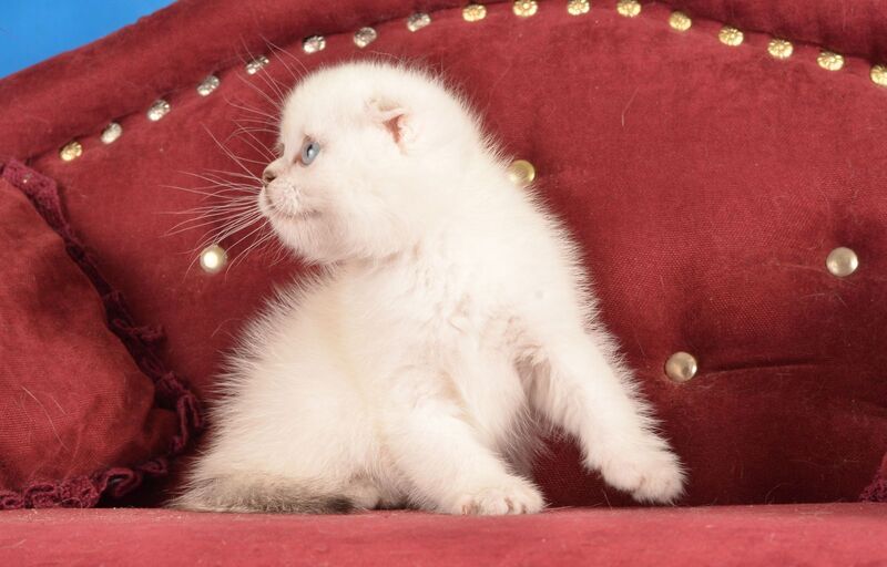 Eva Scottish Fold female black golden shaded pointed live animals