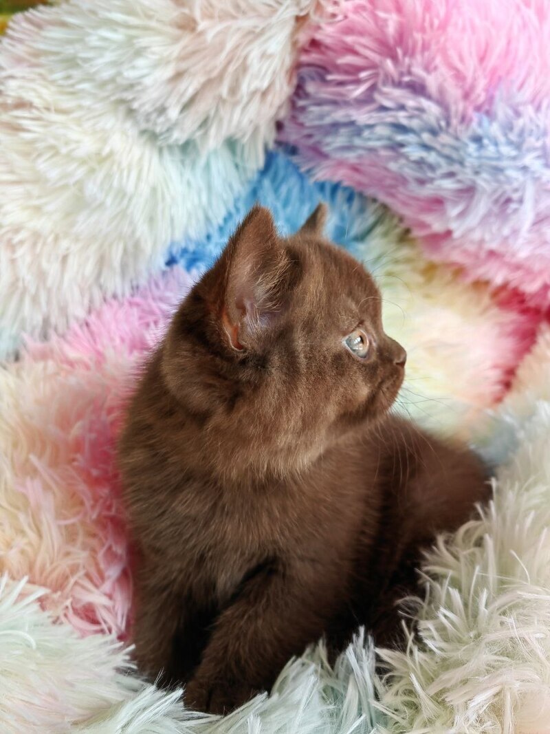 Nastya British Shorthair female chocolate - live animals