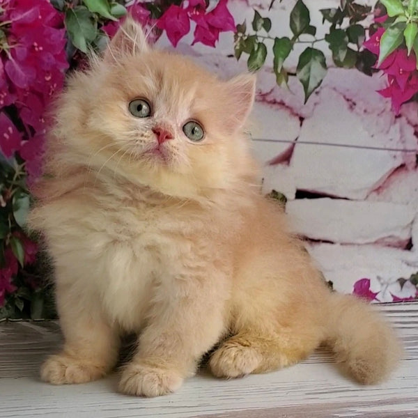 Bounty British Longhair male, lilac golden chinchilla