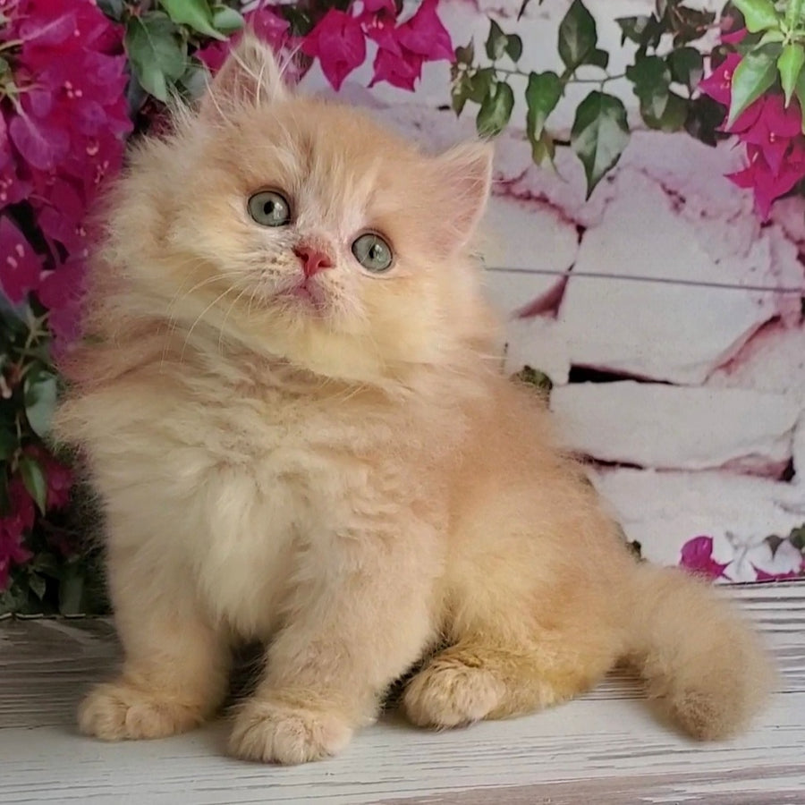 Bounty British Longhair male, lilac golden chinchilla