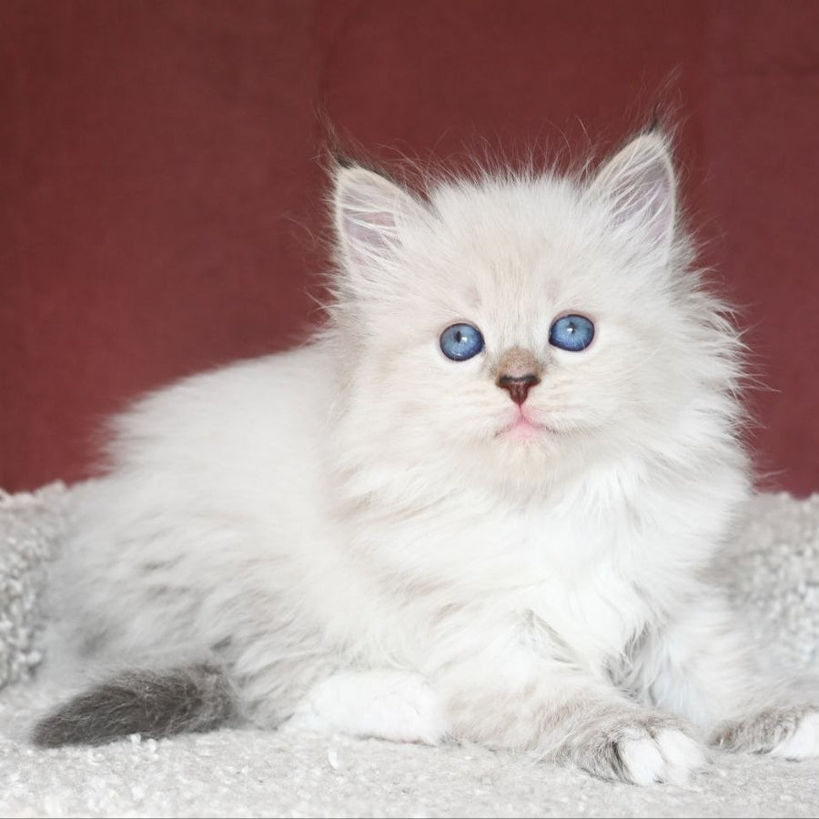 Lion Siberian male, black tabby pointed with white