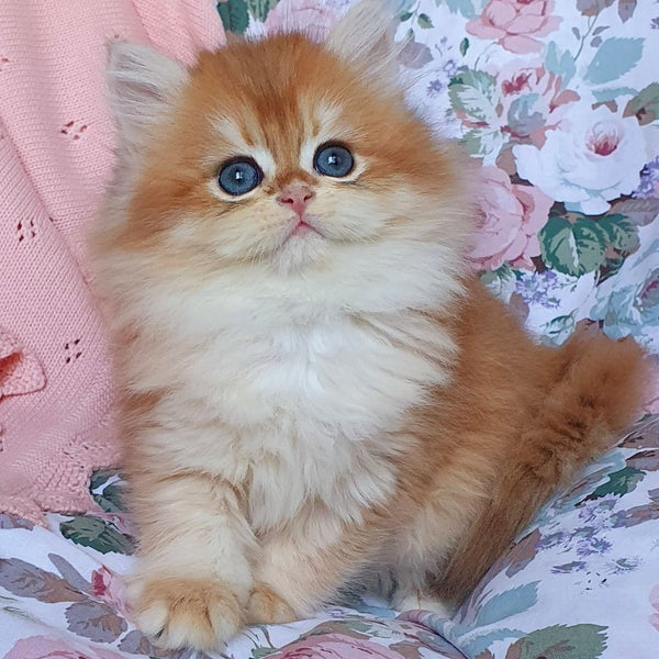 Arisha British Longhair female, black golden chinchilla